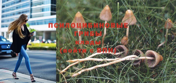 сатива Белокуриха